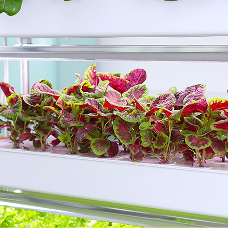 Sistema de cultivo hidropónico - Smart Garden Vertical reseña y precio